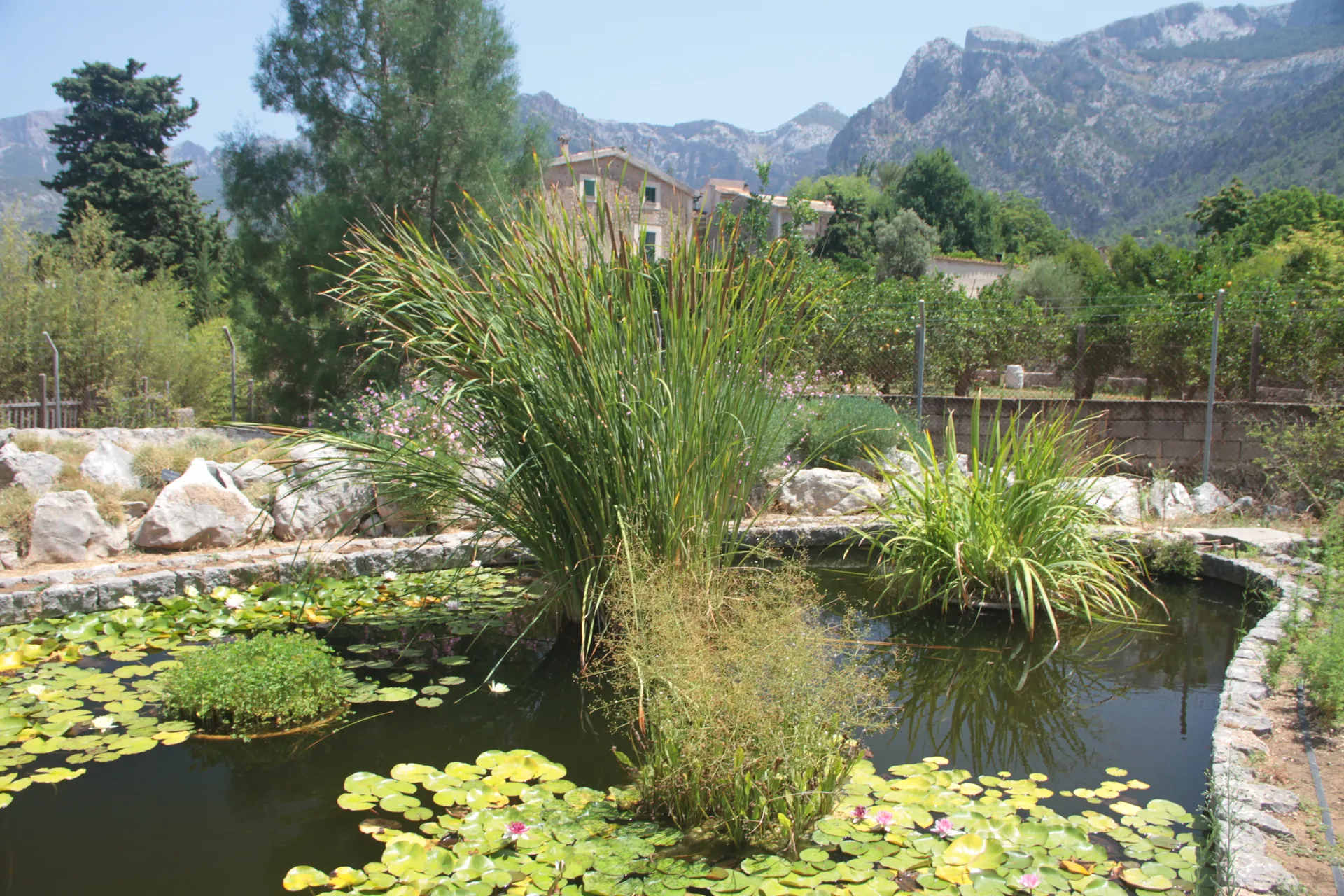 Jardí Botànic de Sóller IMG 4693